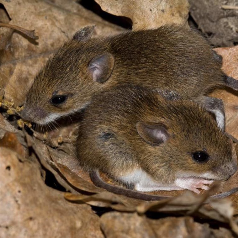 Уничтожения мышей в частном доме в Нижнекамске?