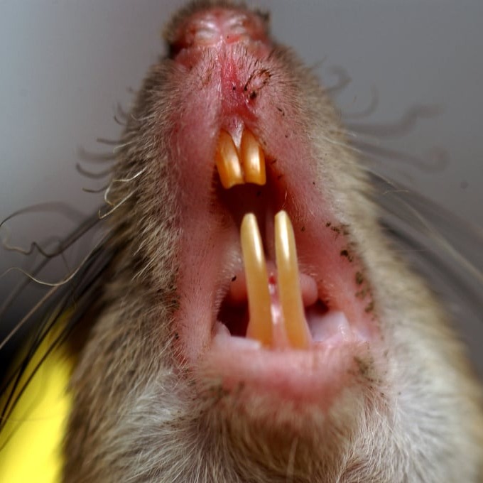 Дератизация крыс в Нижнекамске?